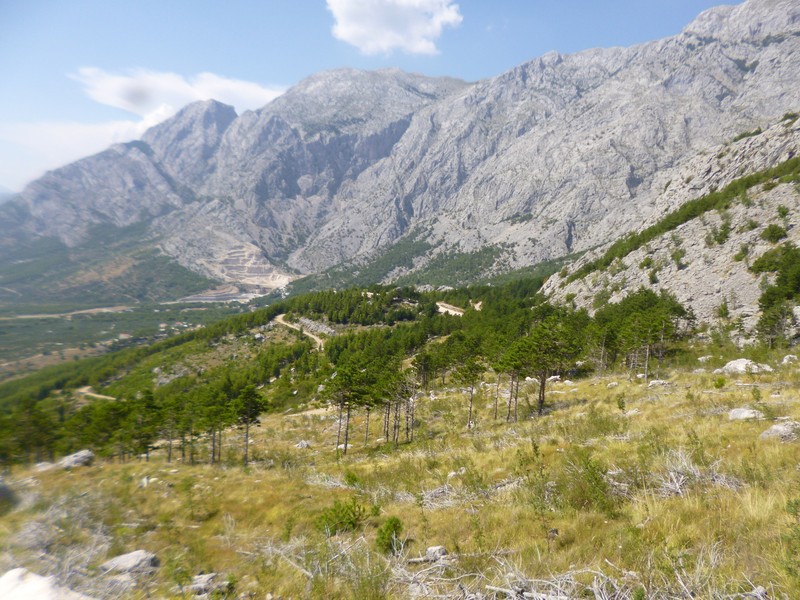 Pinus nigra subsp. dalmatica photo 5