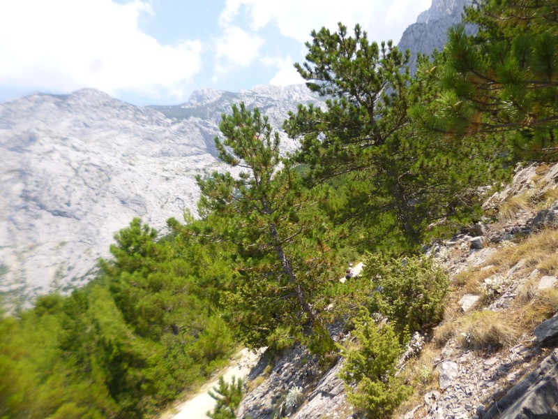 Pinus nigra subsp. dalmatica photo 6