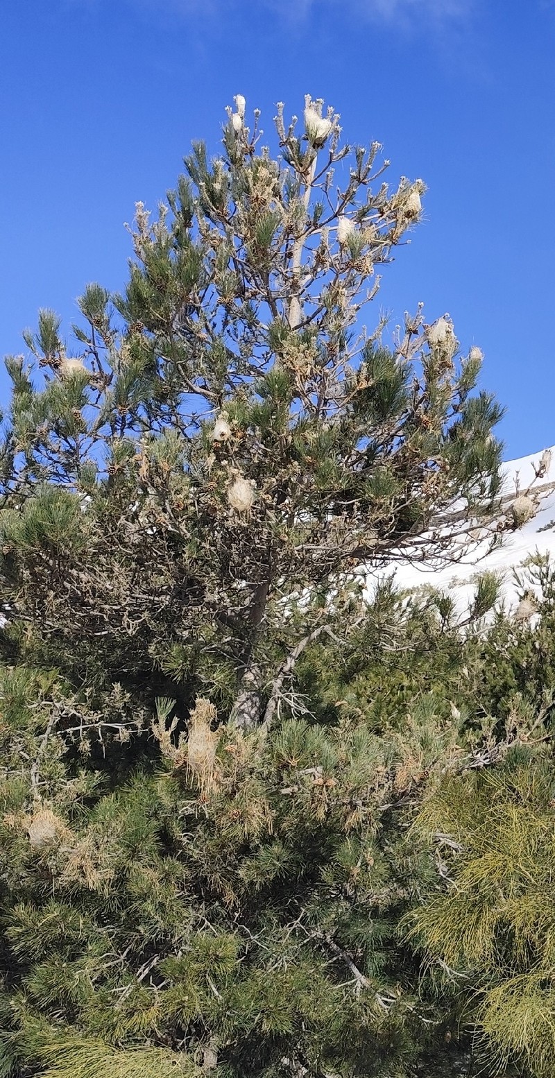 Pinus nigra subsp. laricio