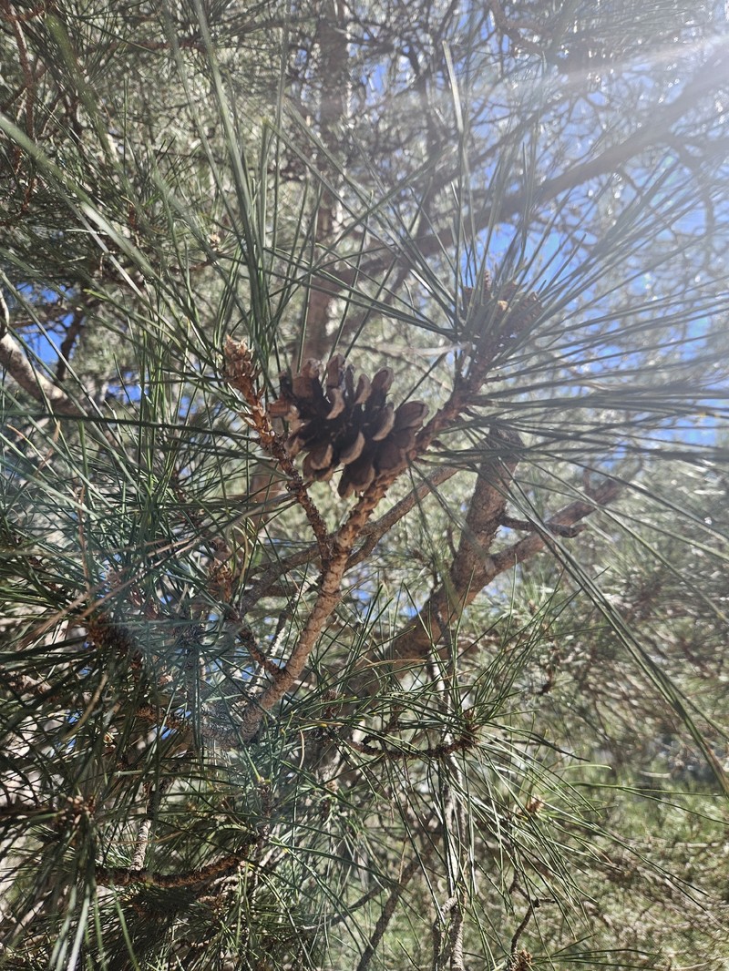 Pinus nigra subsp. laricio photo 2