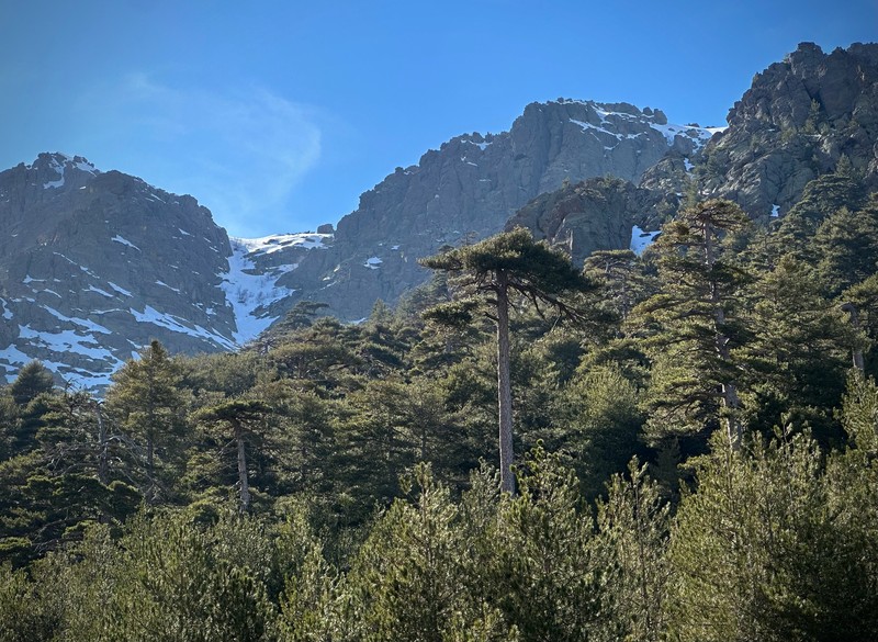 Pinus nigra subsp. laricio photo 3