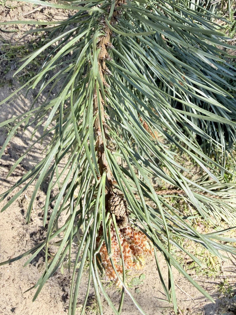 Pinus nigra subsp. laricio photo 4