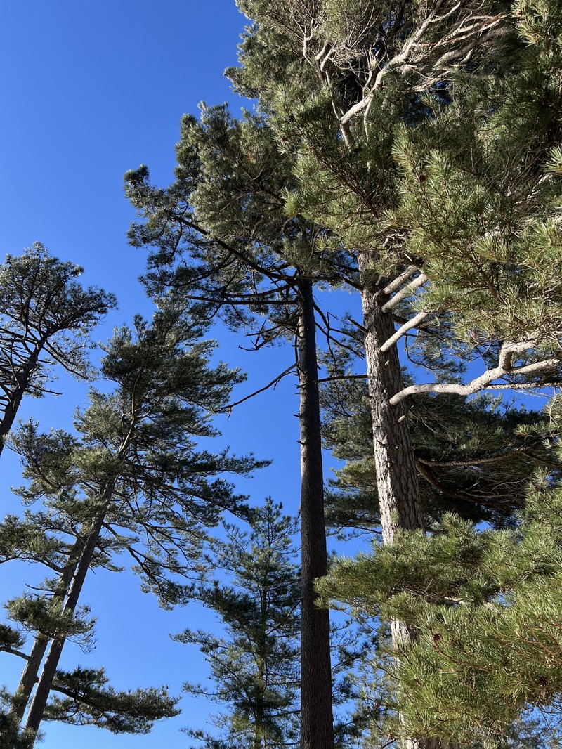 Pinus nigra subsp. laricio photo 5