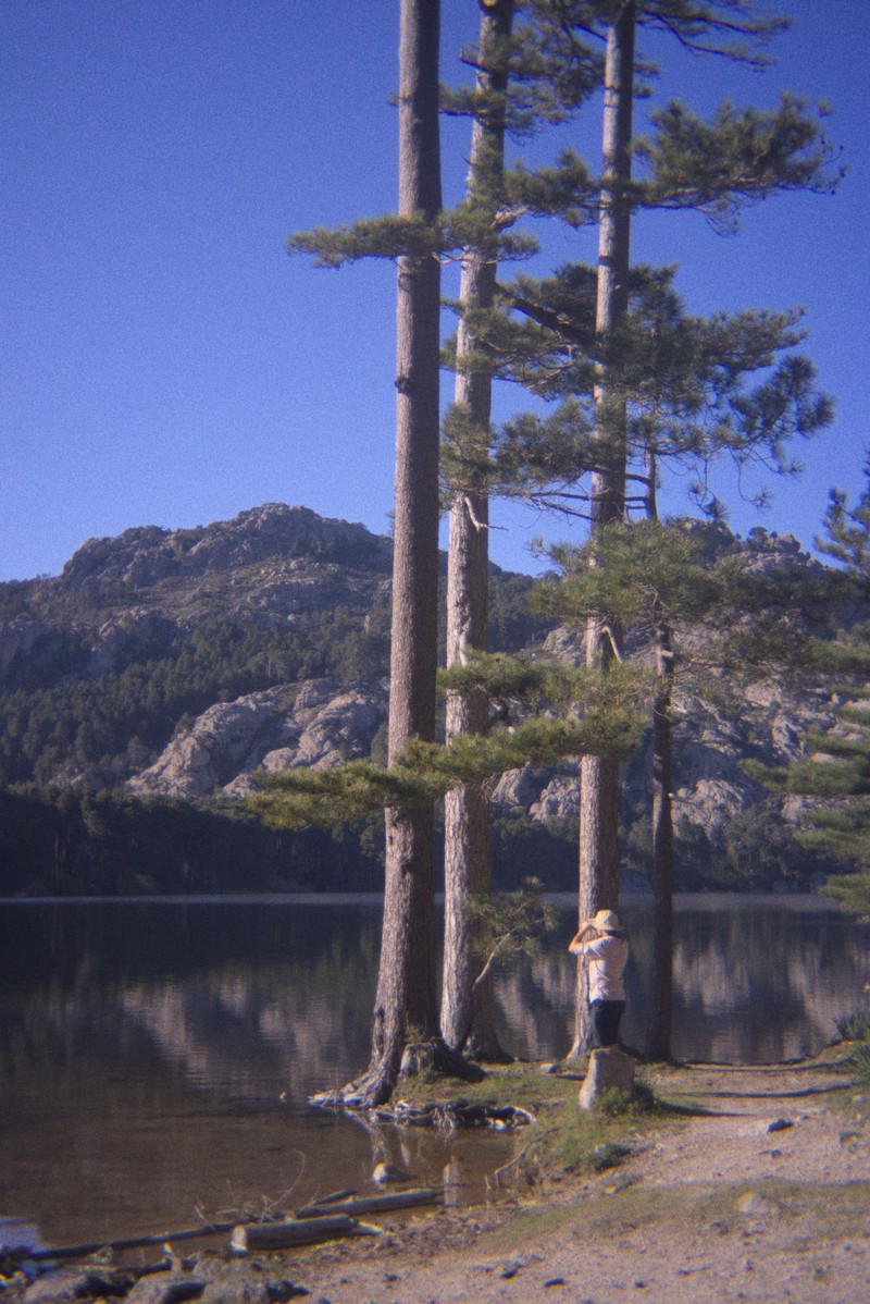 Pinus nigra subsp. laricio photo 6