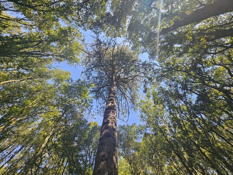 Pinus nigra subsp. laricio photo 7