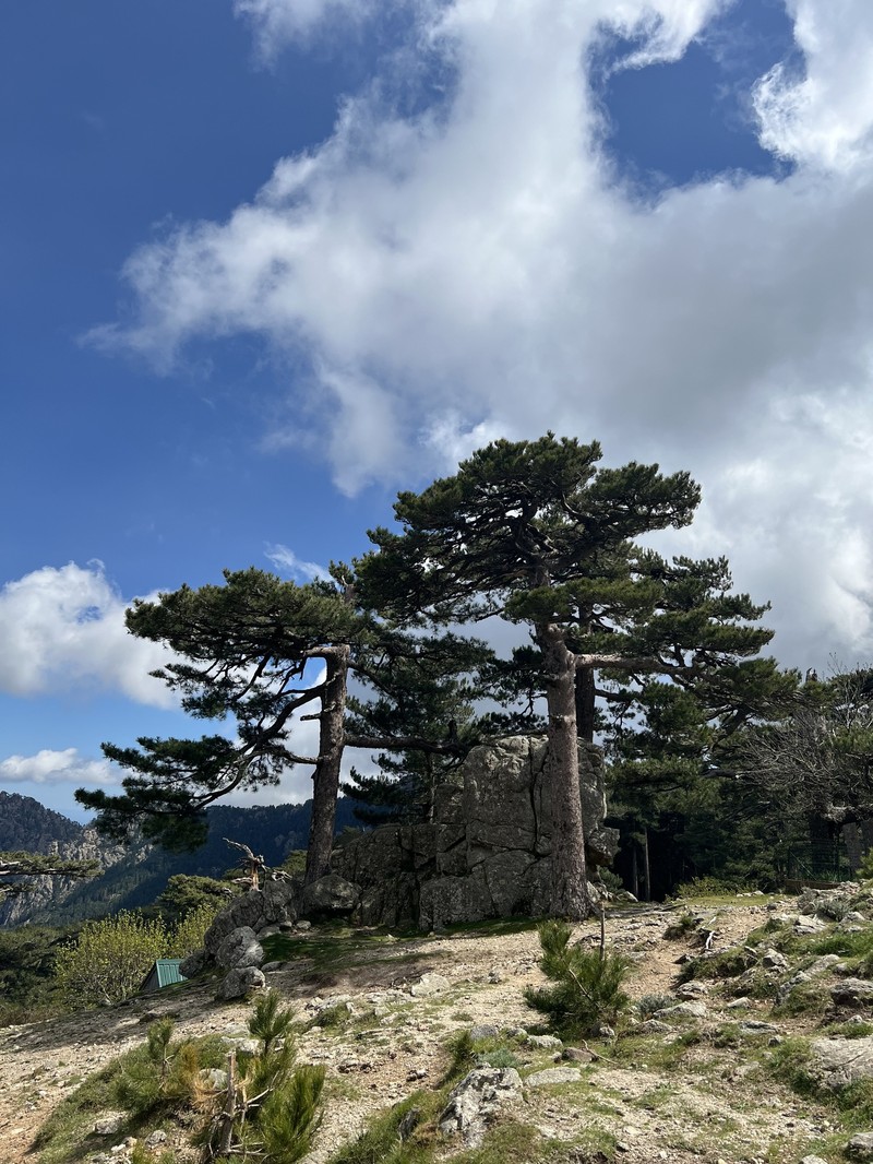 Pinus nigra subsp. laricio photo 8