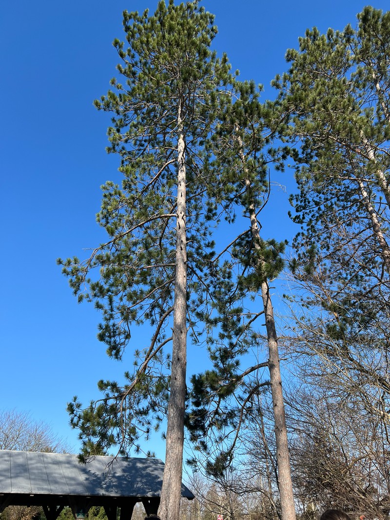 Pinus nigra subsp. nigra