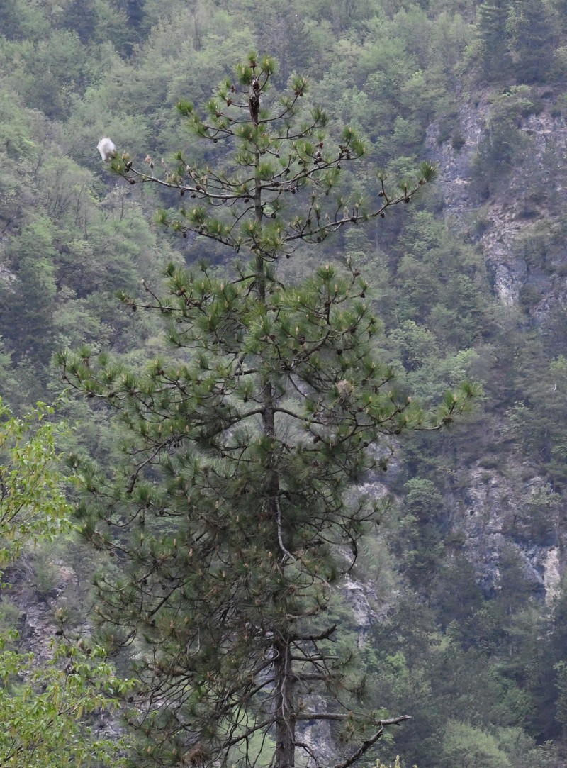 Pinus nigra subsp. nigra photo 2