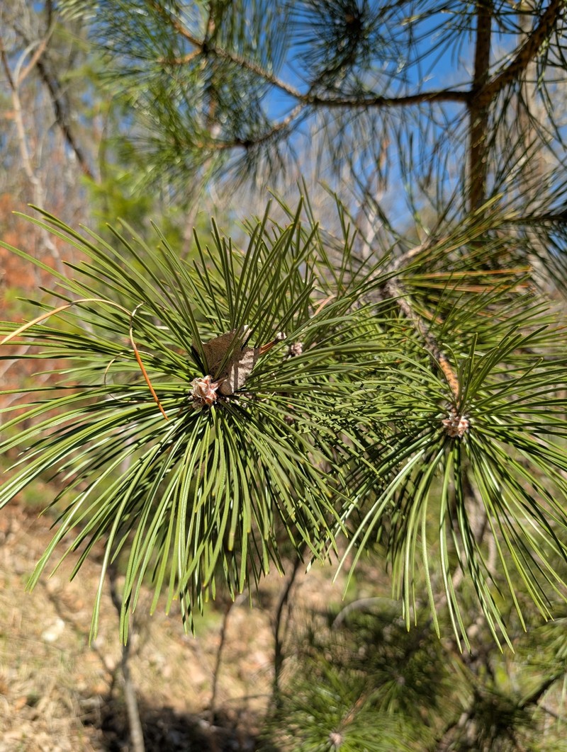 Pinus nigra subsp. nigra photo 3