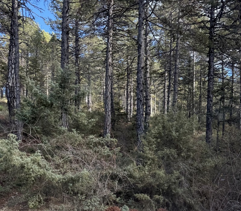 Pinus nigra subsp. pallasiana