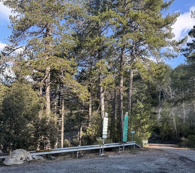 Pinus nigra subsp. pallasiana photo 4
