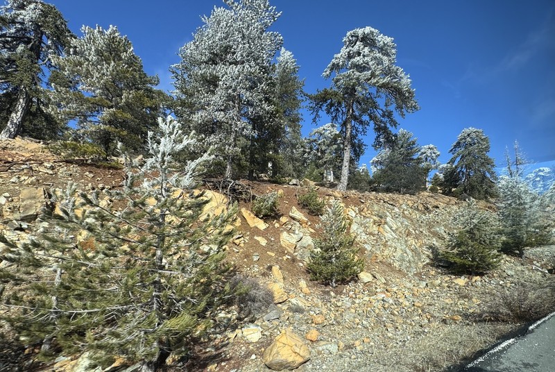 Pinus nigra subsp. pallasiana photo 5