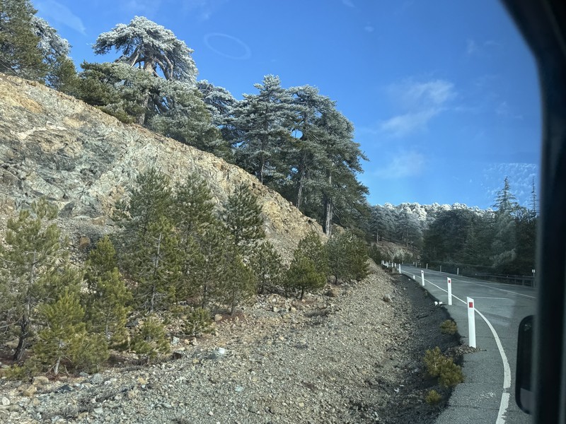 Pinus nigra subsp. pallasiana photo 6