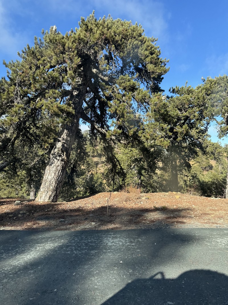 Pinus nigra subsp. pallasiana photo 7