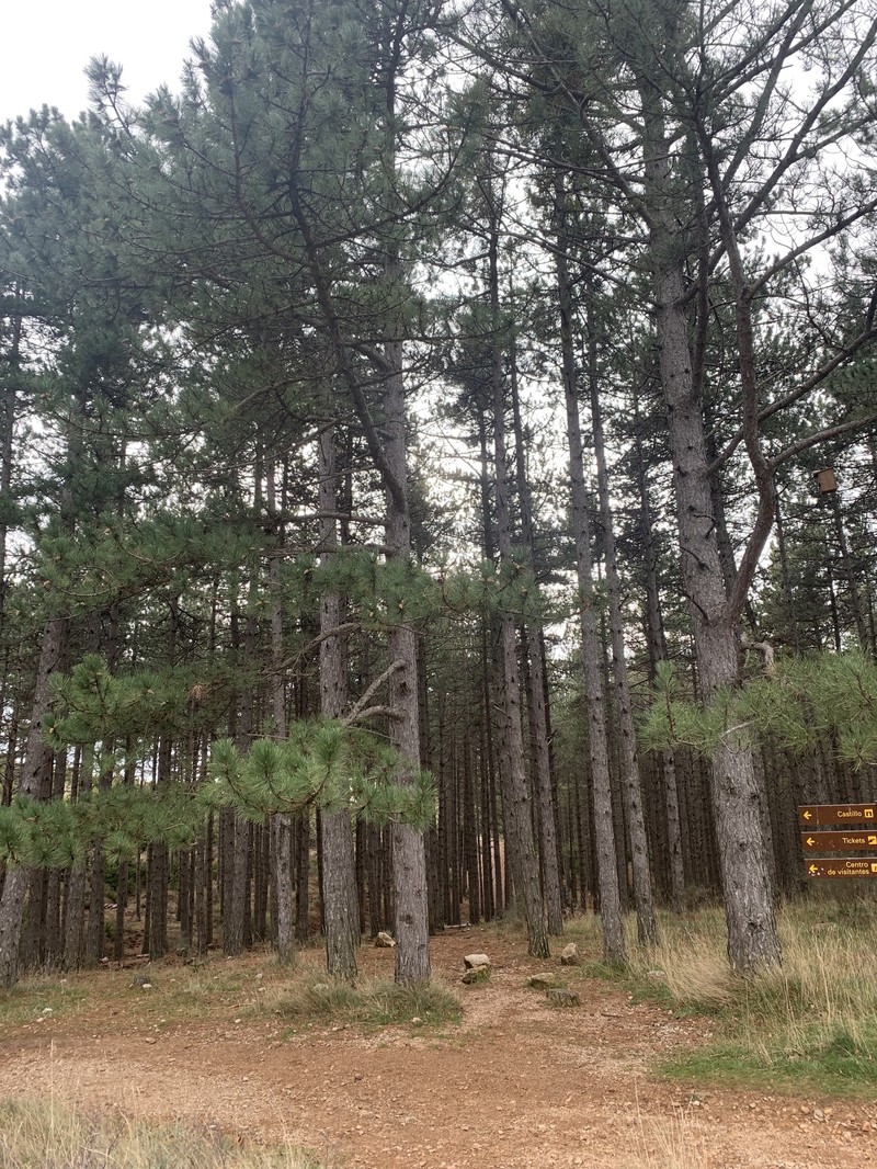 Pinus nigra subsp. salzmannii