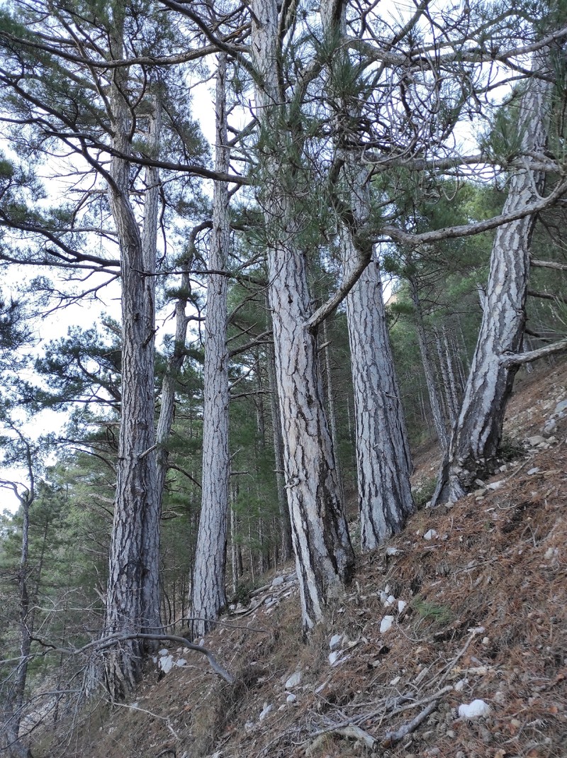 Pinus nigra subsp. salzmannii photo 2