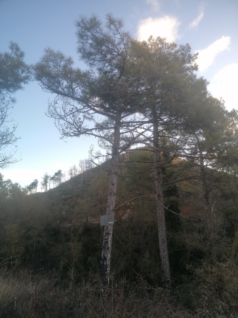 Pinus nigra subsp. salzmannii photo 3