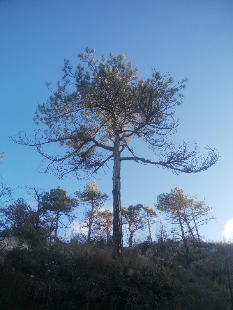 Pinus nigra subsp. salzmannii photo 4