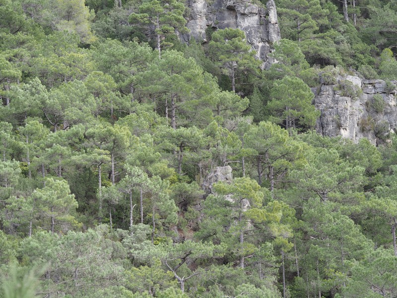 Pinus nigra subsp. salzmannii photo 5