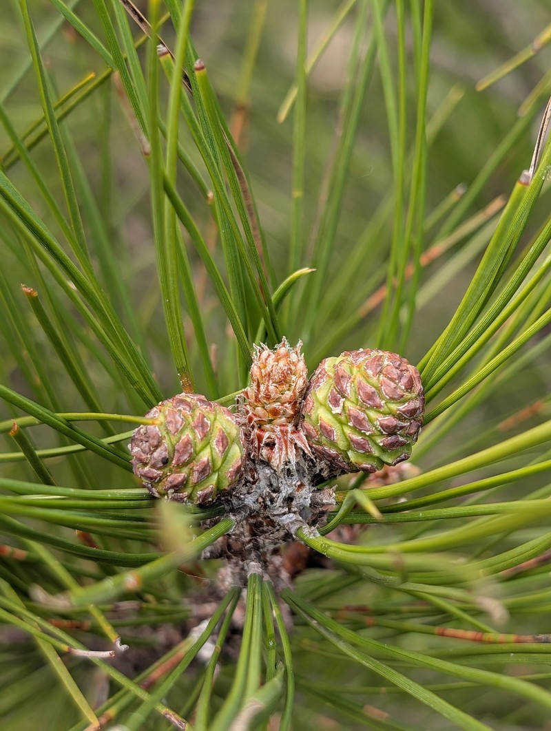 Pinus nigra subsp. salzmannii photo 6