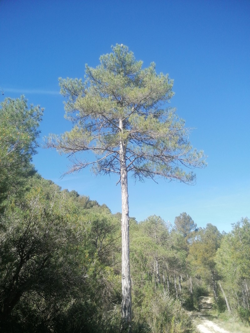 Pinus nigra subsp. salzmannii photo 7