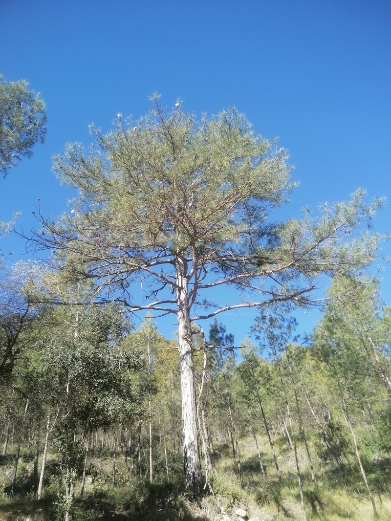 Pinus nigra subsp. salzmannii photo 8