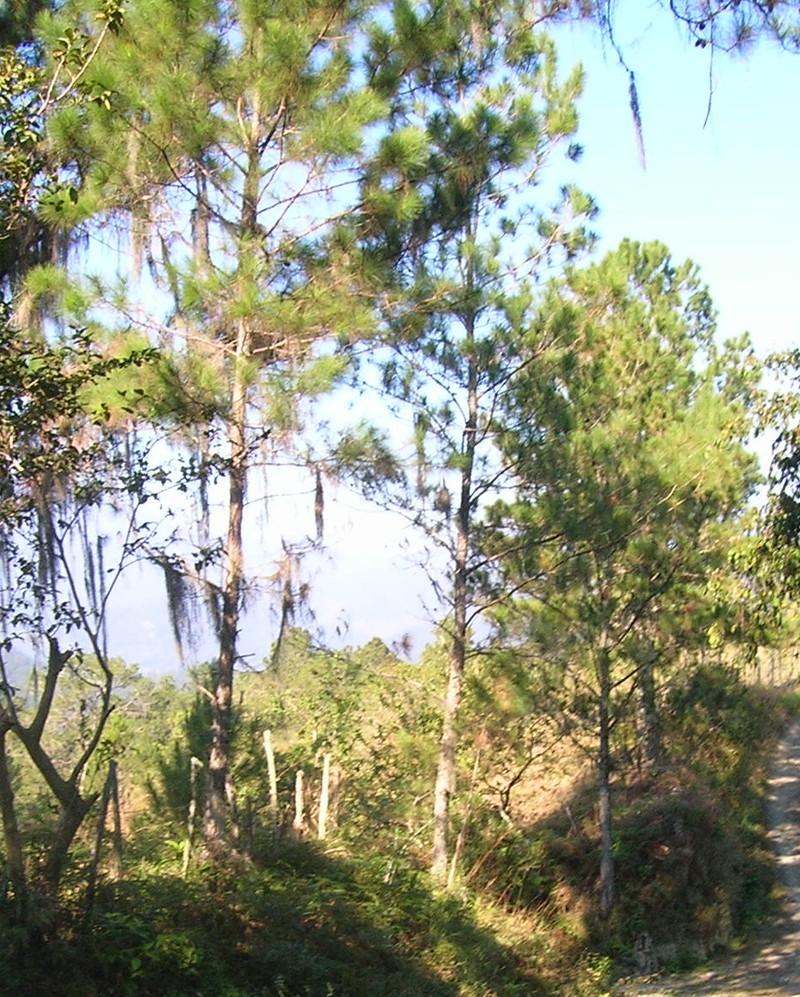 Pinus occidentalis
