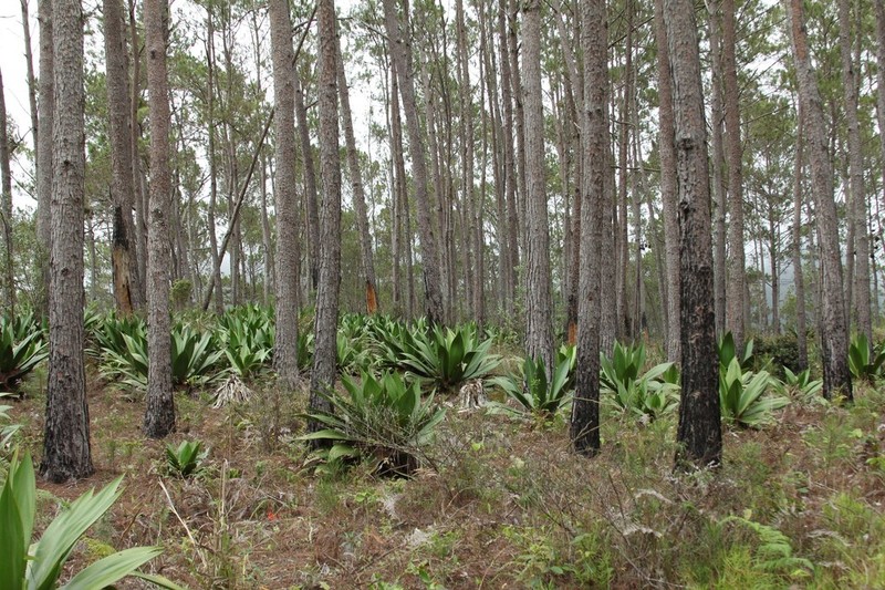Pinus occidentalis photo 2