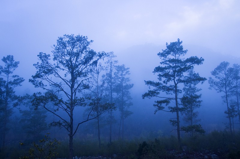 Pinus occidentalis photo 3