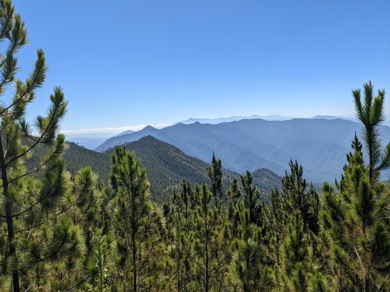 Pinus occidentalis photo 4