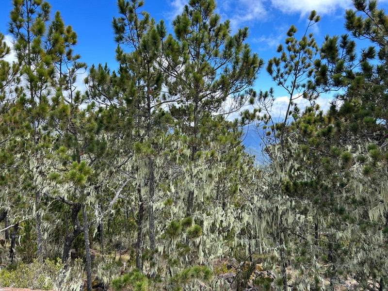 Pinus occidentalis photo 5