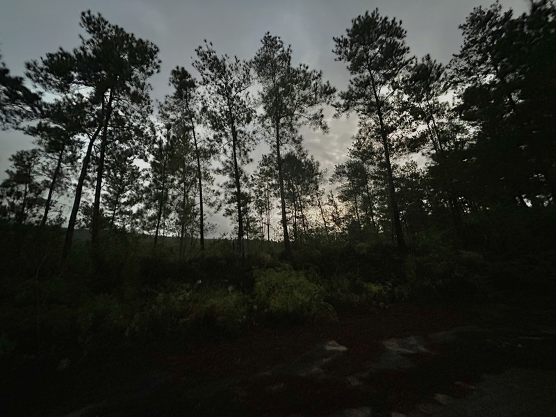 Pinus occidentalis photo 6