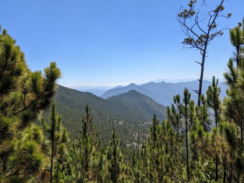 Pinus occidentalis photo 7