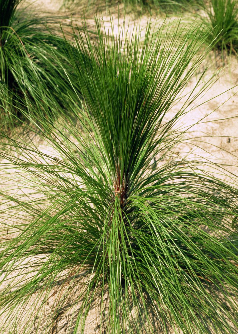 Longleaf Pine photo 2