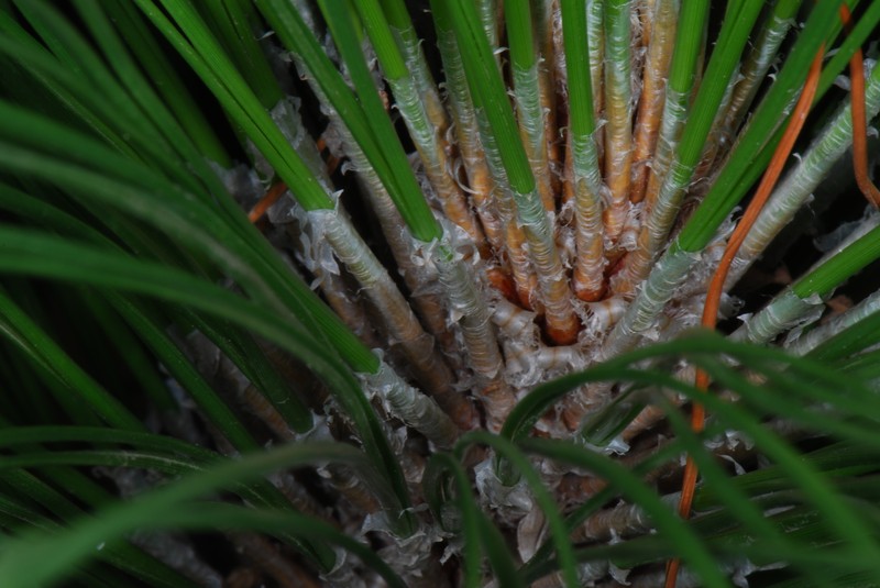 Longleaf Pine photo 8