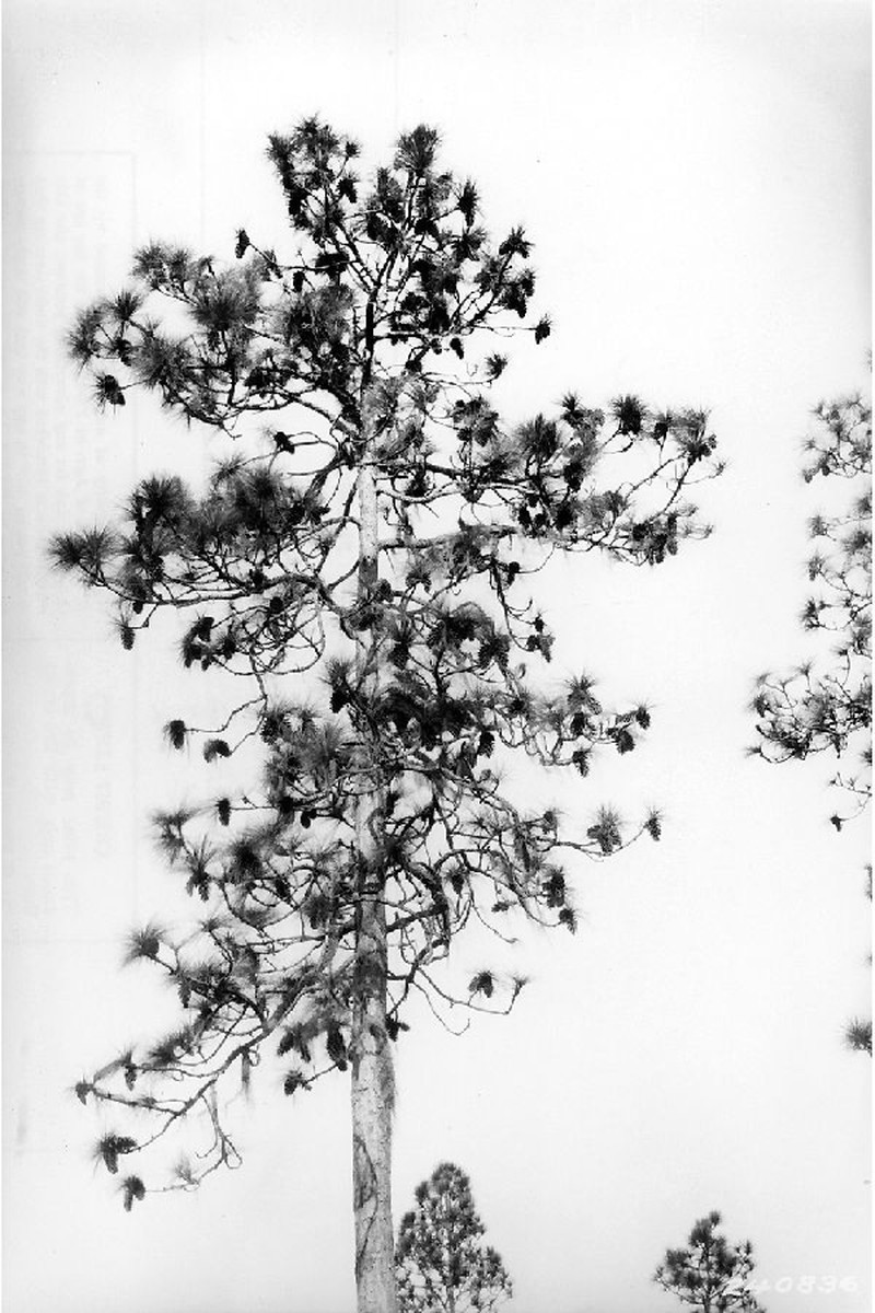 Longleaf Pine photo 5