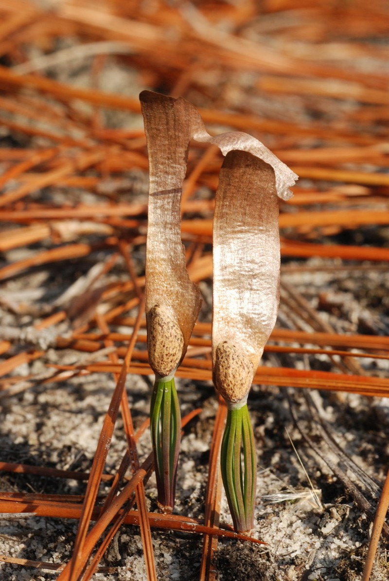 Longleaf Pine photo 6
