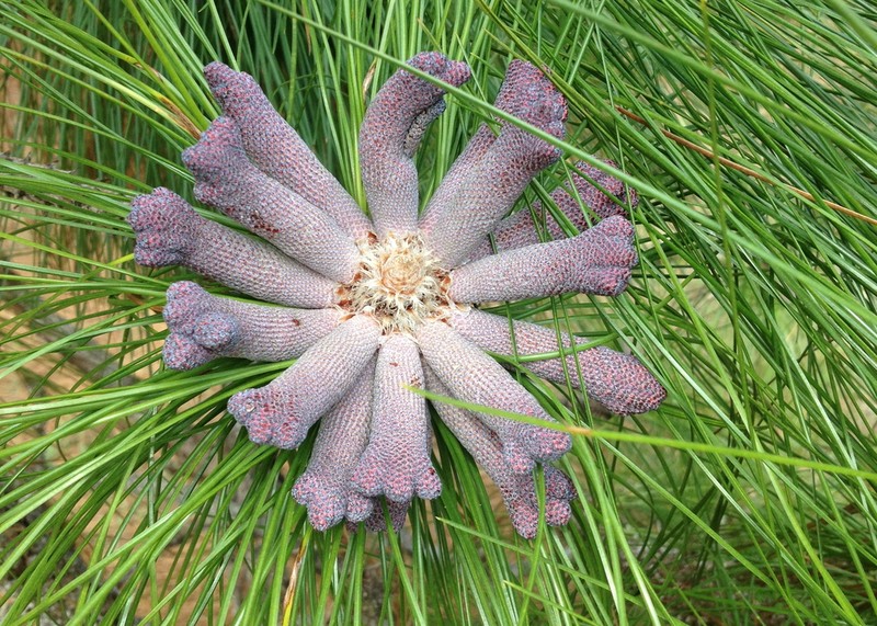 Longleaf Pine photo 7