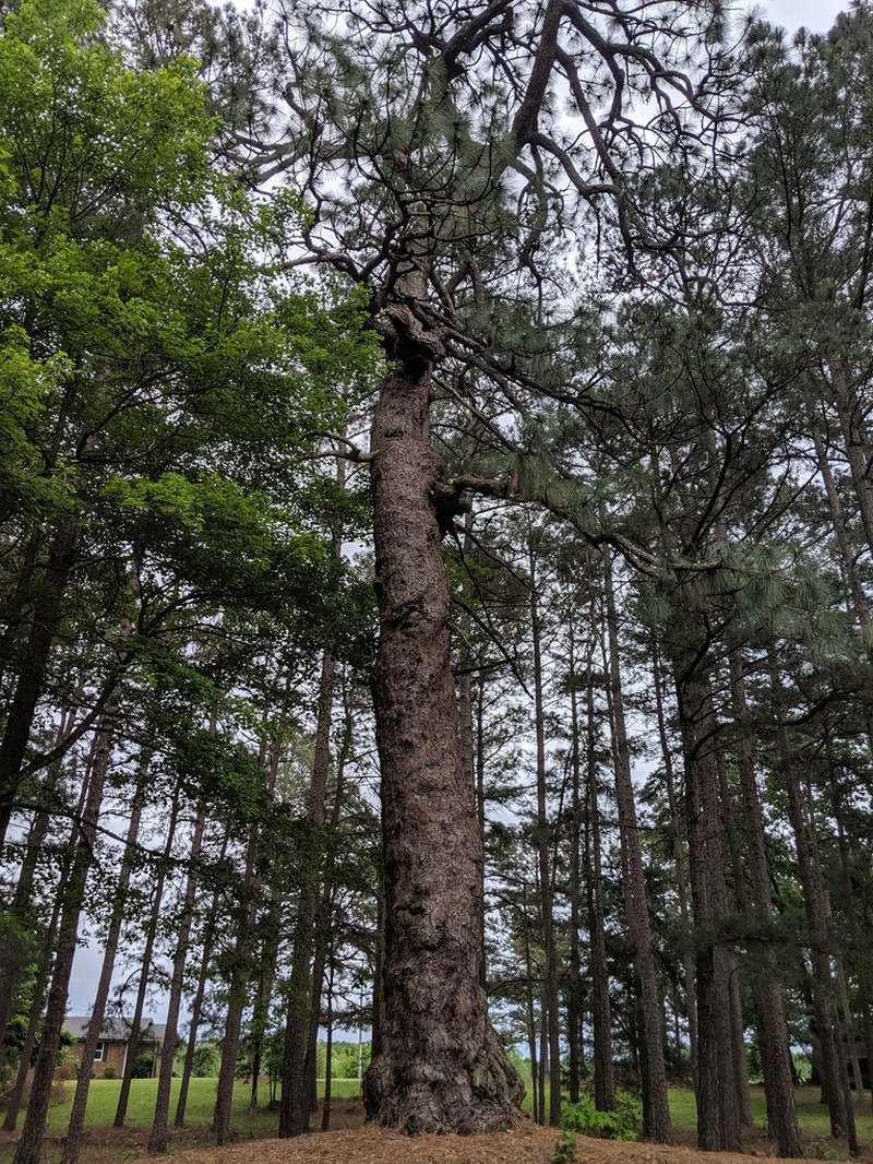 Longleaf Pine photo 8