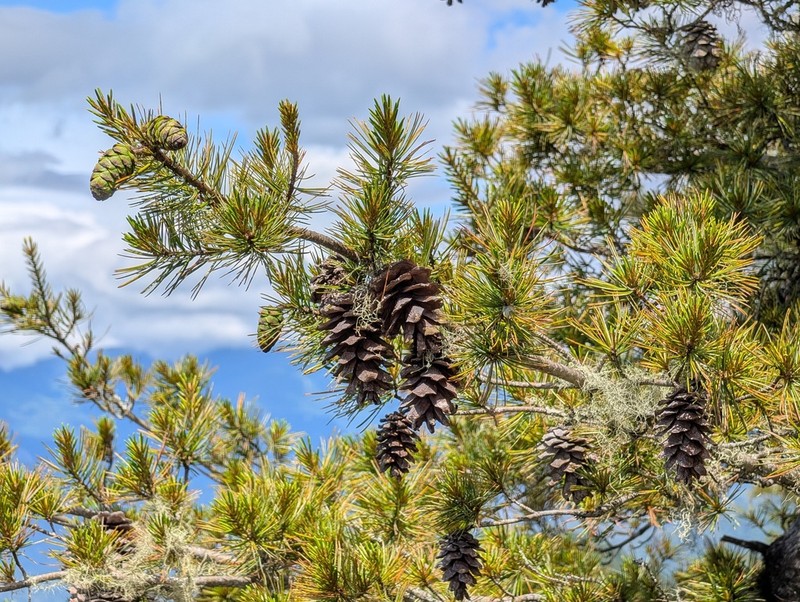 Five-Needle Pine photo 5