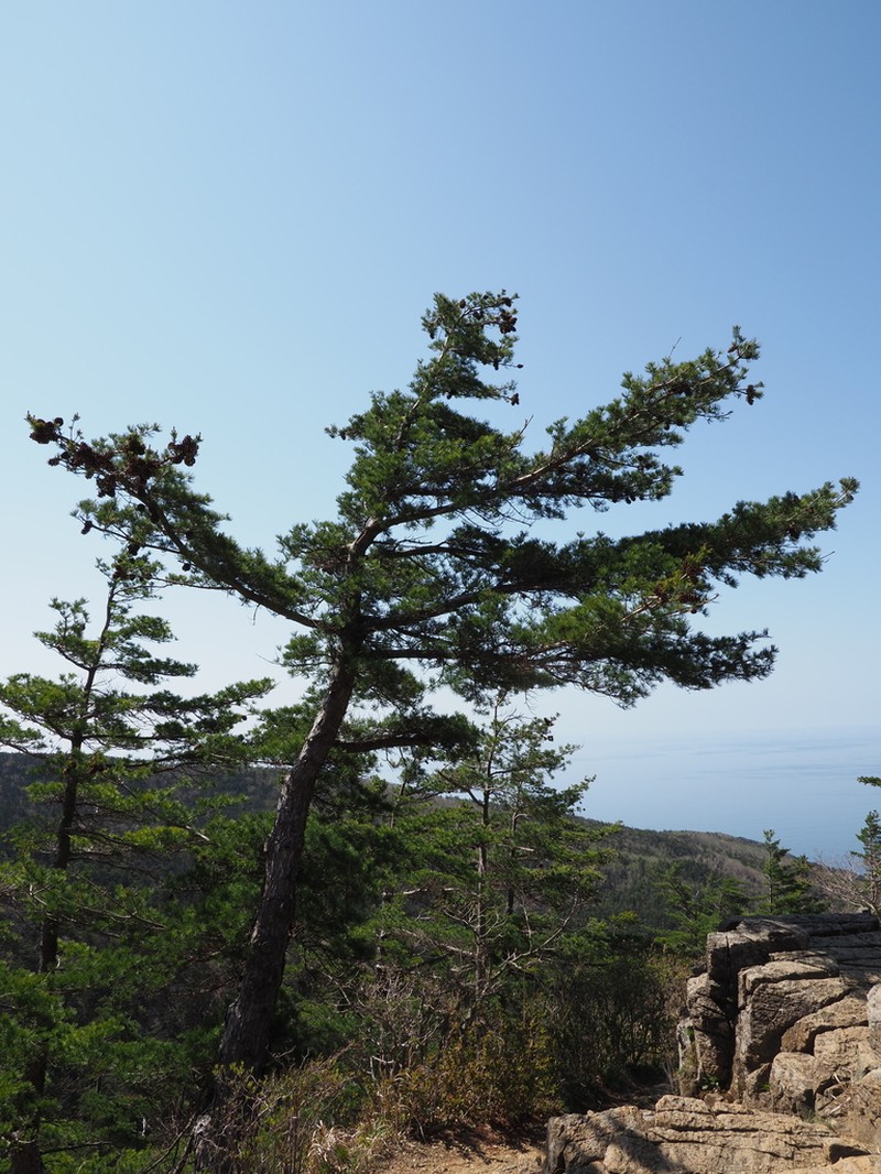 Five-Needle Pine photo 6