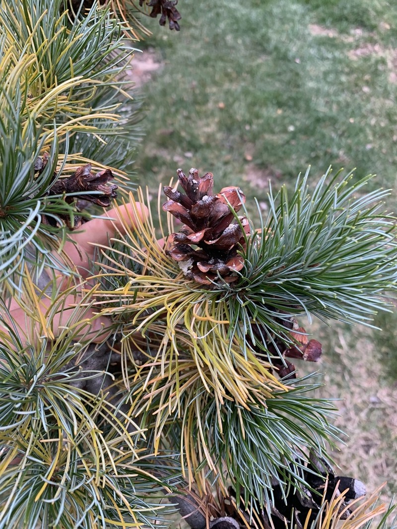 Five-Needle Pine photo 7