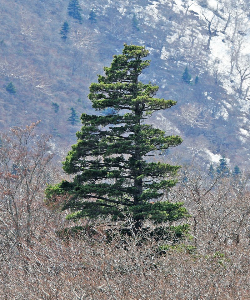 Five-Needle Pine photo 2