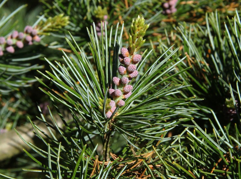 Five-Needle Pine