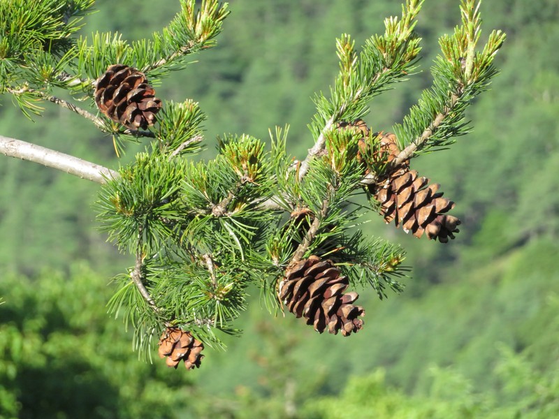 Five-Needle Pine photo 3
