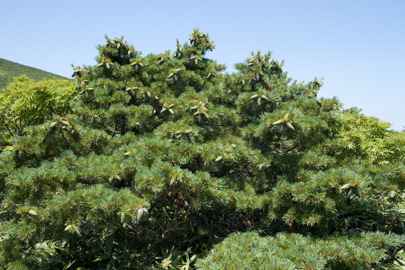 Five-Needle Pine photo 4