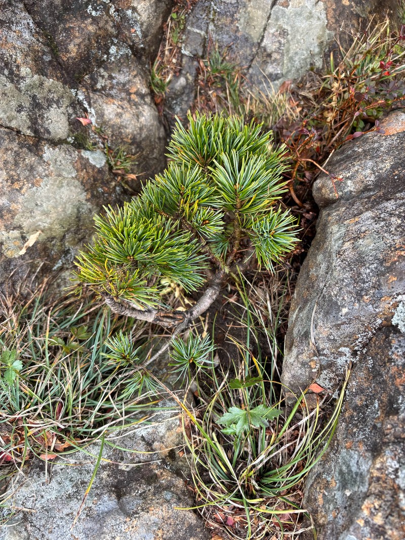 Pinus parviflora var. parviflora