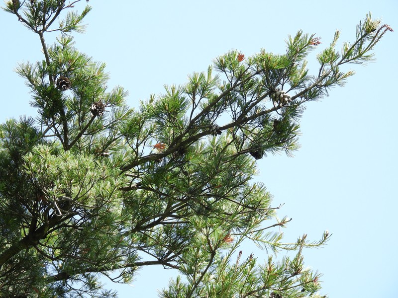 Pinus parviflora var. parviflora photo 2