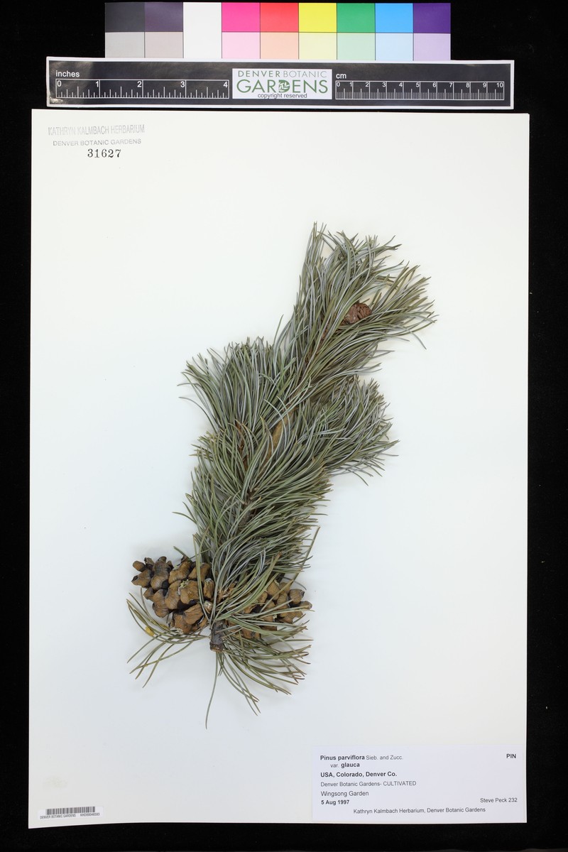 Pinus parviflora var. parviflora photo 3