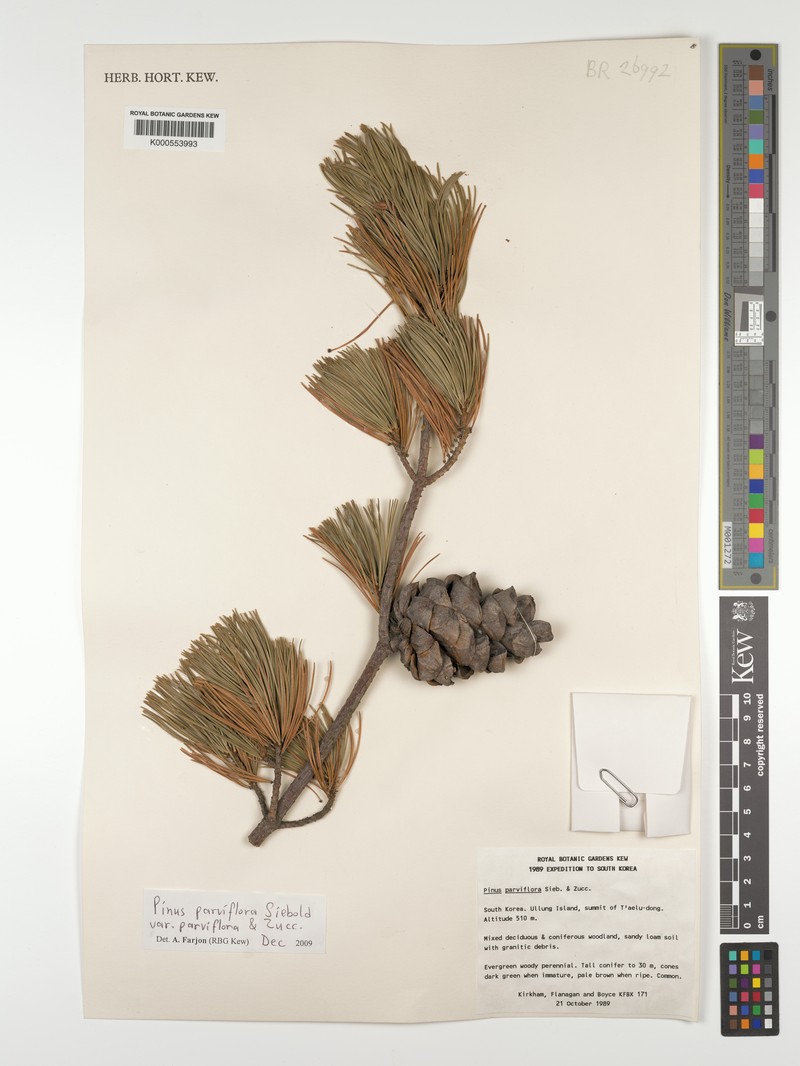 Pinus parviflora var. parviflora photo 4